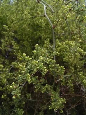Asparagus Multiflorus - Indigenous South African Shrub - 10 Seeds