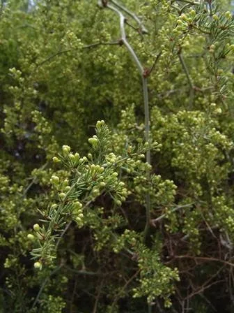Asparagus Multiflorus - Indigenous South African Shrub - 10 Seeds