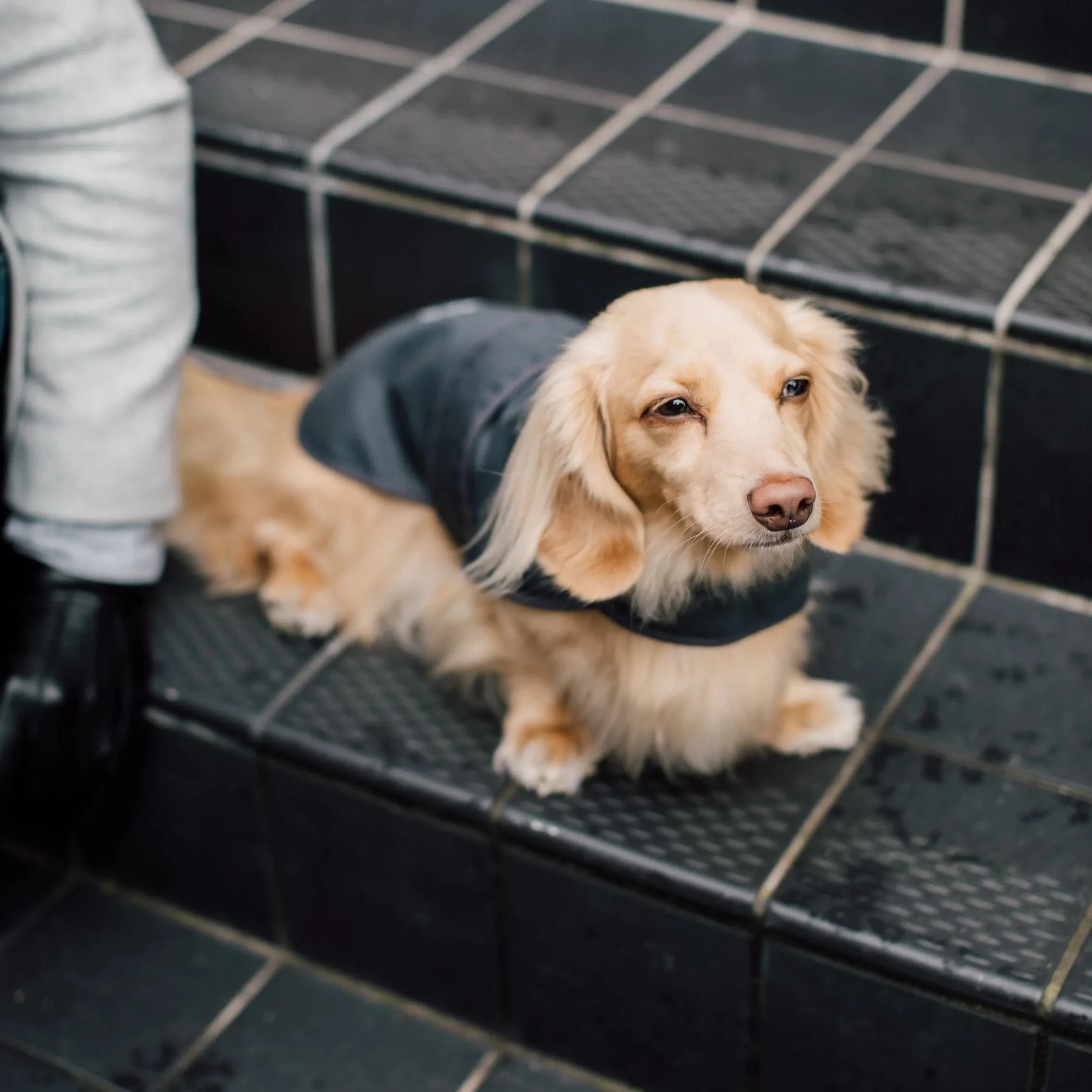 'The James' Charcoal Grey Luxury Dog Coat